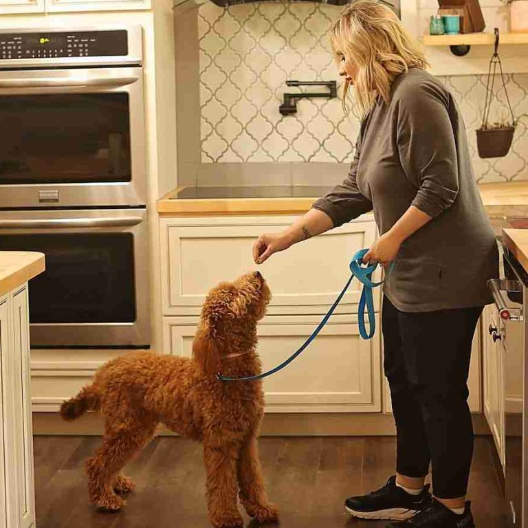 Training a therapy dog. This puppy is going to provide support in a hospital, school or business