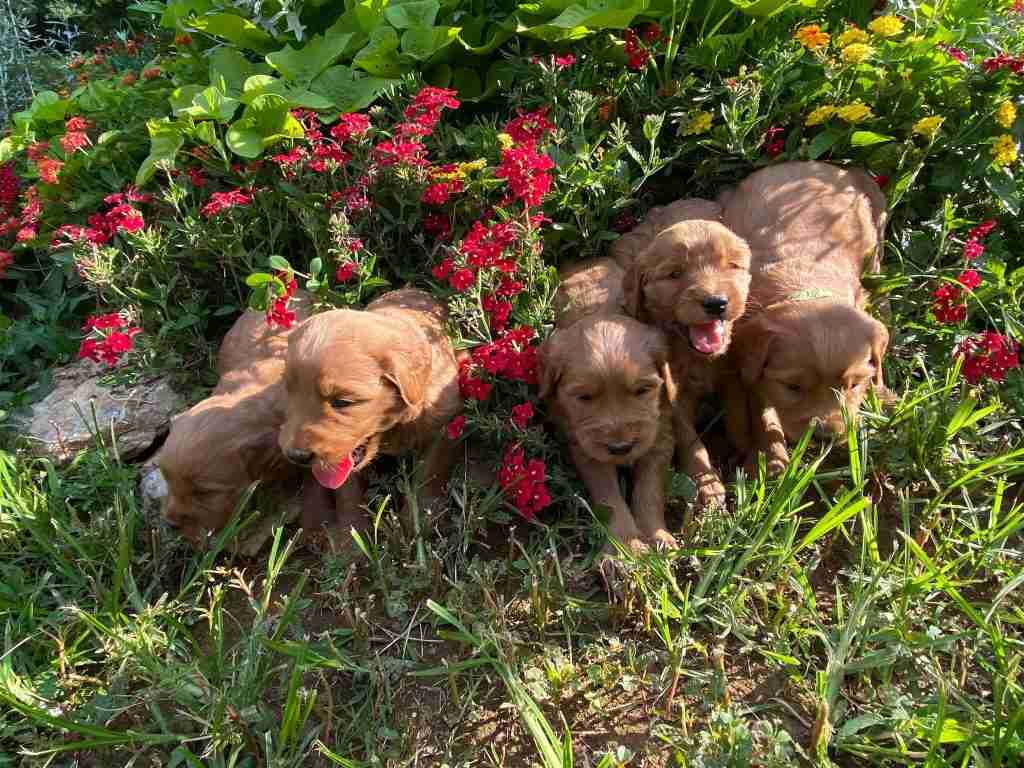 Happy Doodle Farm Puppies work on training in all types of environments. Here they are pictured cuddled up in the flowers
