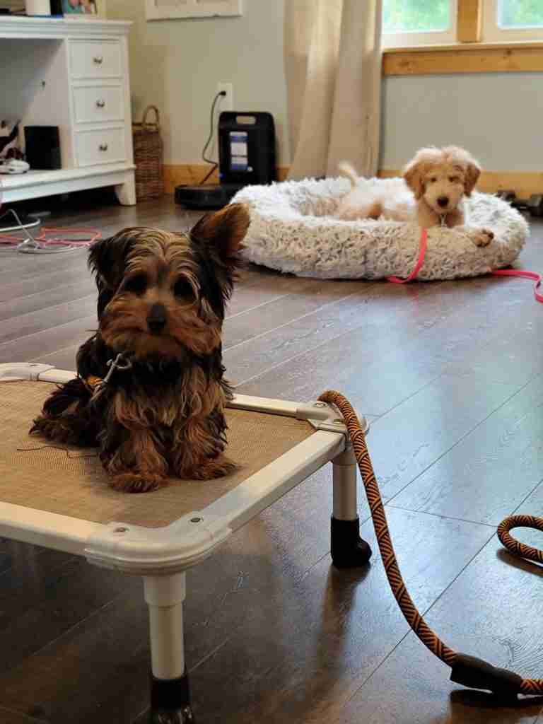 Multiple puppies training