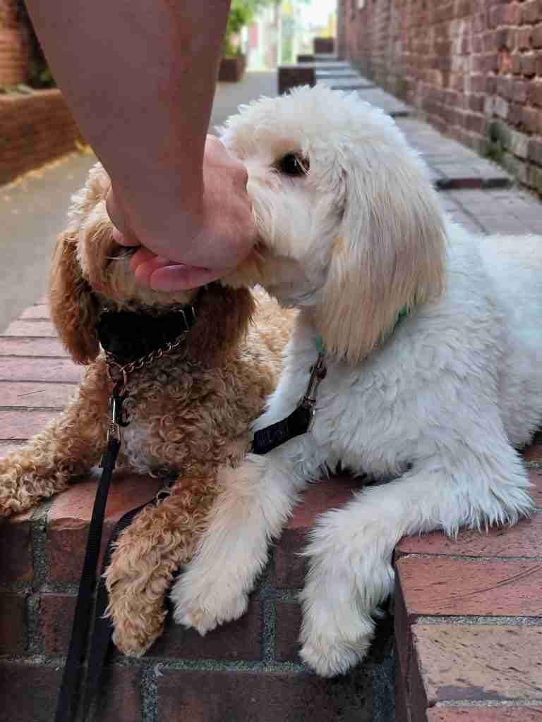 Therapy puppies in down command during public training