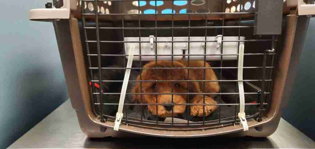 Where should a puppy sleep at night? A Goldendoodle puppy calmly sleeping in a puppy crate.