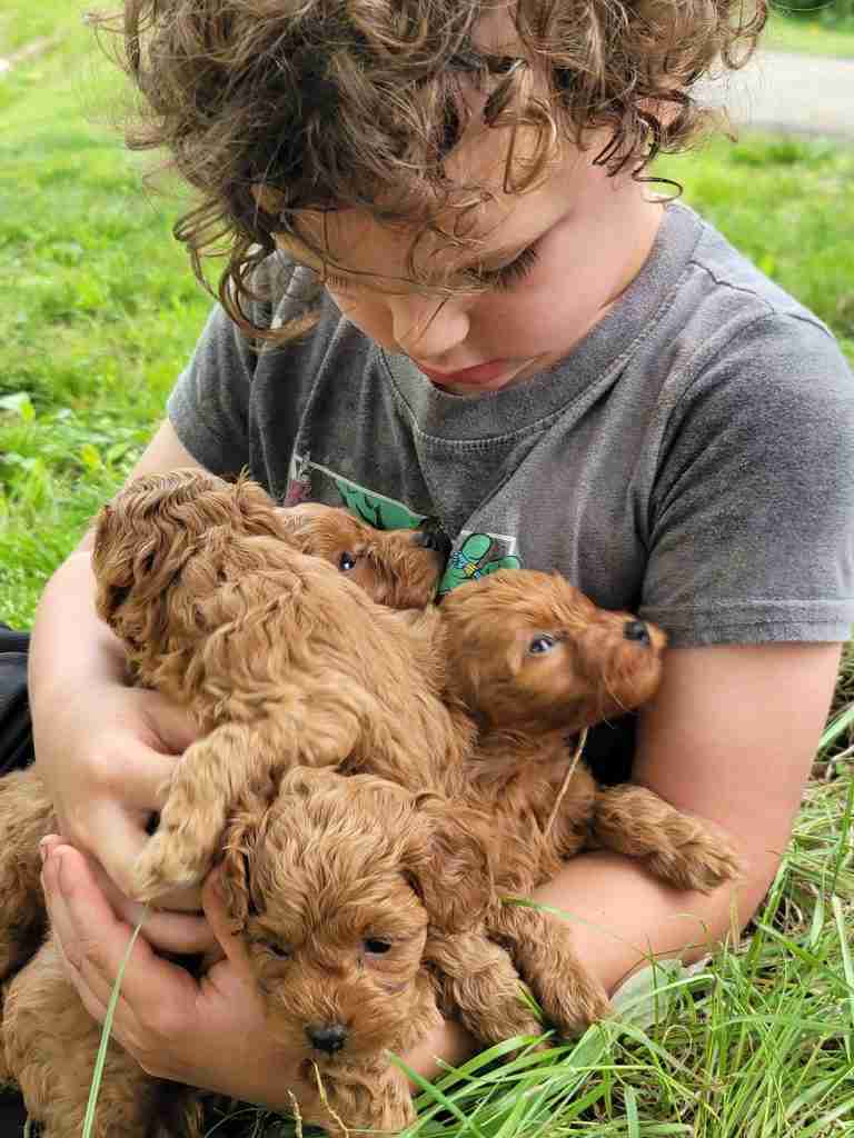 An adorable curly-haired boy holds an armful of equally adorable and curly haired red cockapoo babies.