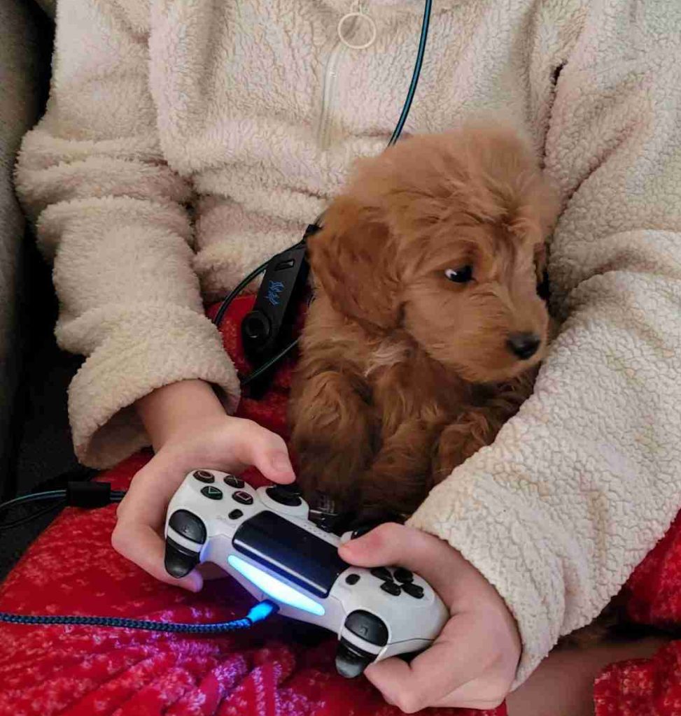 A red goldendoodle puppy sitting in a child's lap while playing Fortnite