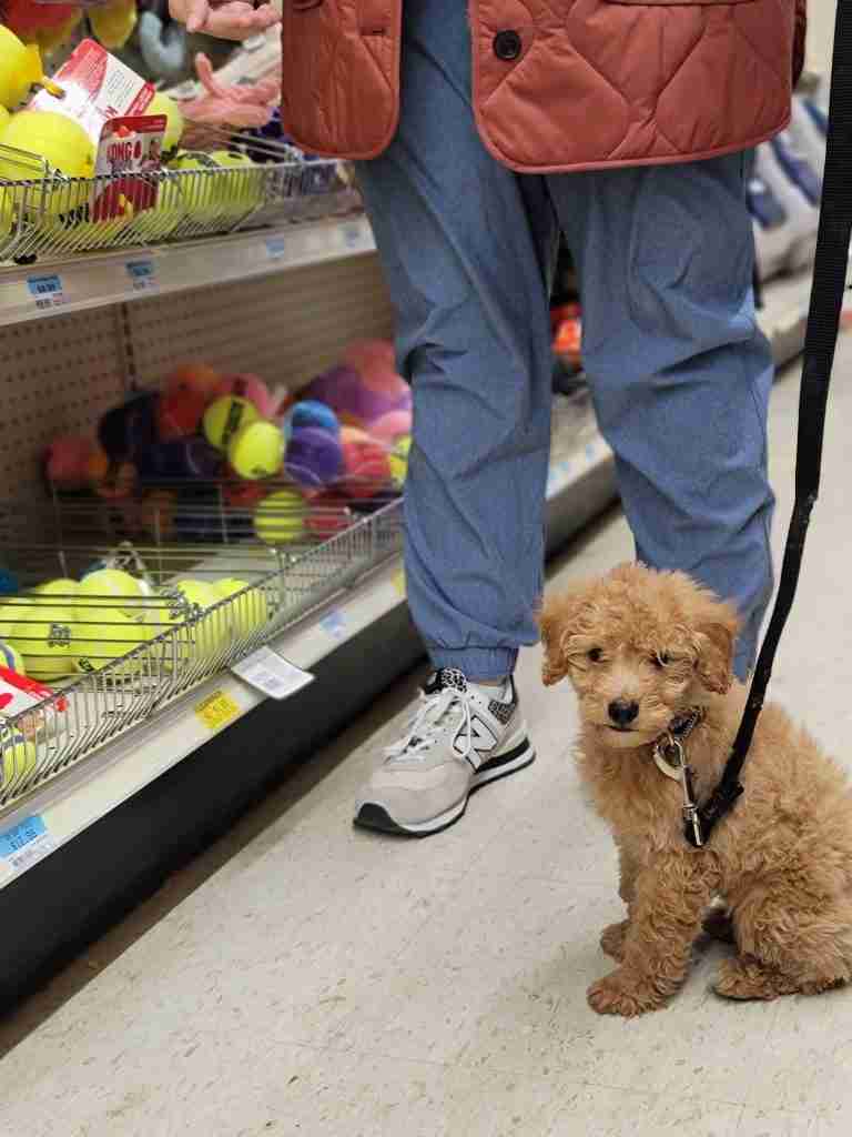 Happy-Doodle-Farm-Puppy-Tractor-Supply-Training
