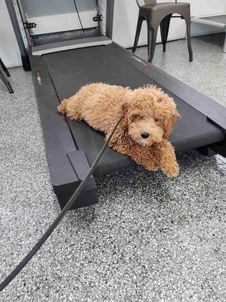 A red doodle puppy resting after a treadmill workout