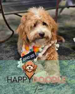 A Happy Doodle Farm Trained Mini Goldendoodle Service Dog sits quietly at the airport waiting for her first flight.