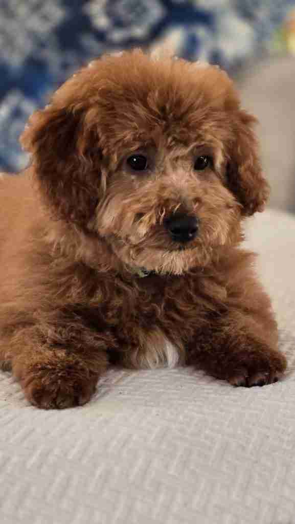 Henry was trained for 8 Weeks at Happy Doodle Farm