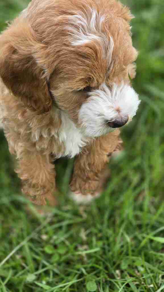 First Night with a New Puppy is important to establish a routine.