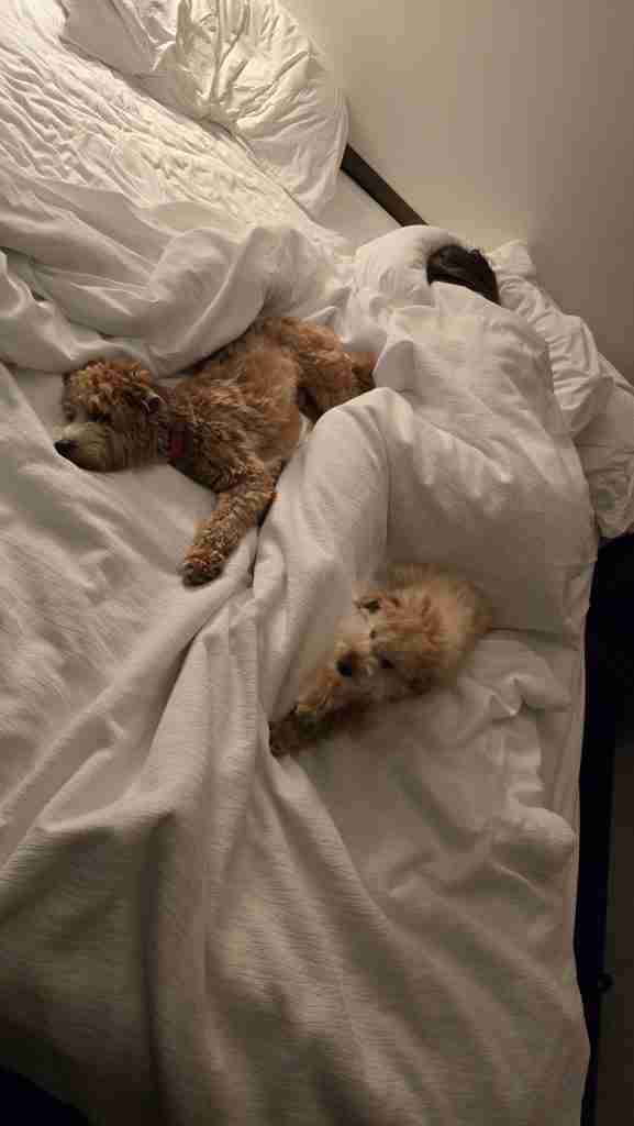 Goldendoodle Puppies relaxing the morning after a long flight to California. Ready to meet their new handlers.