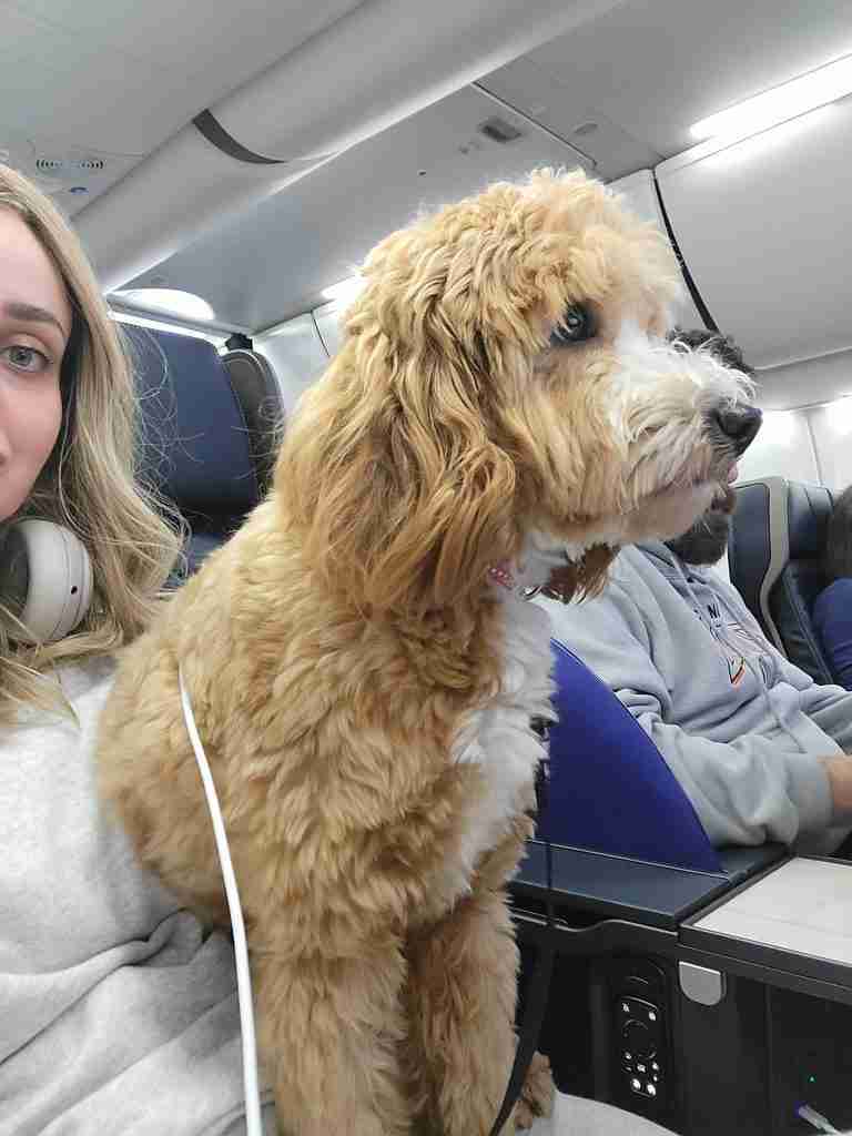 Trained Goldendoodle Service Dog watching TV waiting for the flight to San Francisco California