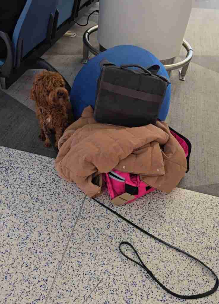 Red Goldendoodle Puppy Trained as a Service Dog Sits Calmly in the airport with his leash laying on the ground at EWR.