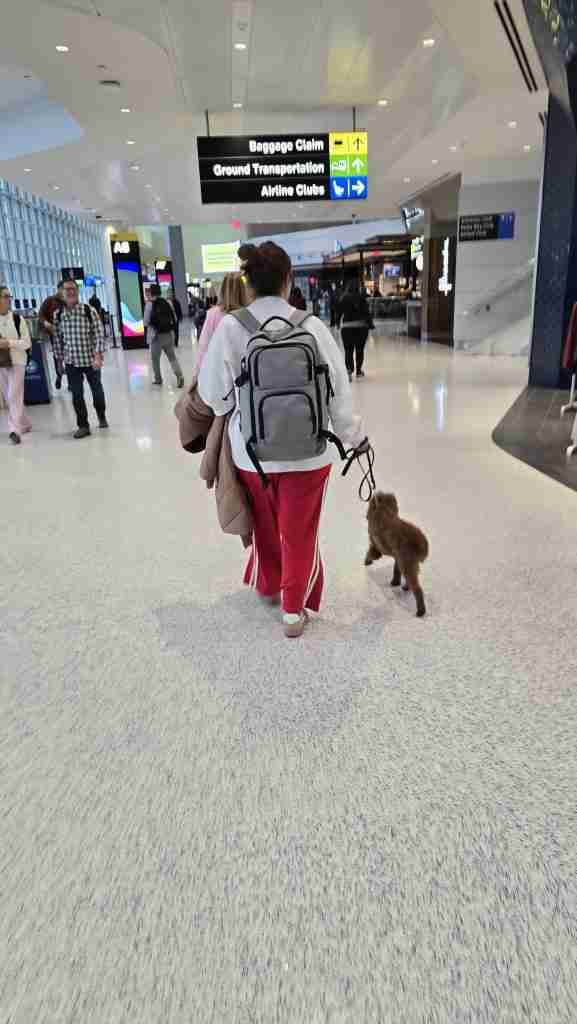 Felicia walks a trained Goldendoodle through EWR airport in New Jersey on her way to drop off a puppy to a client in Manhattan