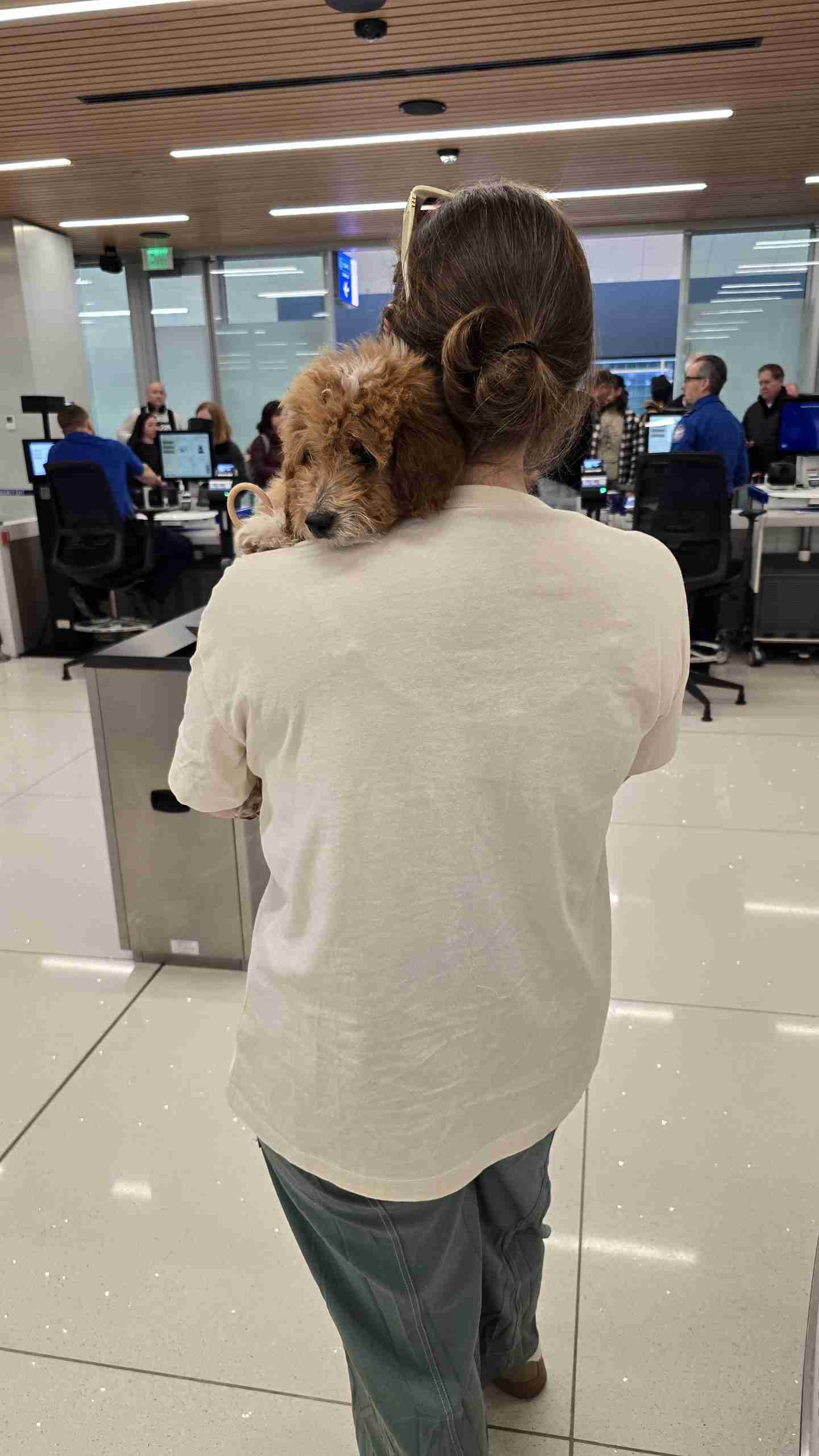 Felicia stands at TSA waiting for puppy inspection at Denver International Airport.