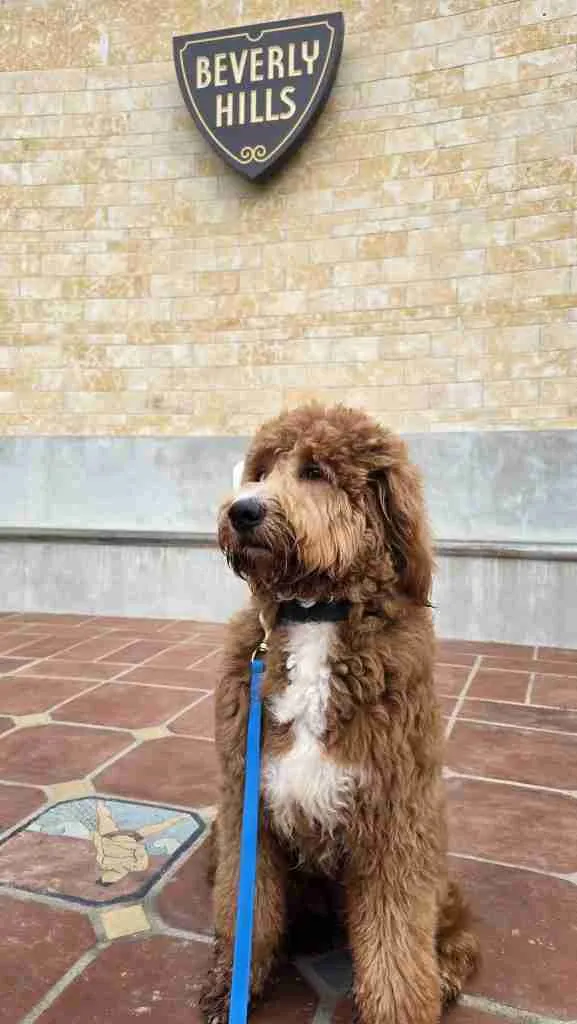 Caspian a fully trained standard Goldendoodle with a white patch on his chest sits patiently posing in front of the Beverly Hills Shield Crest