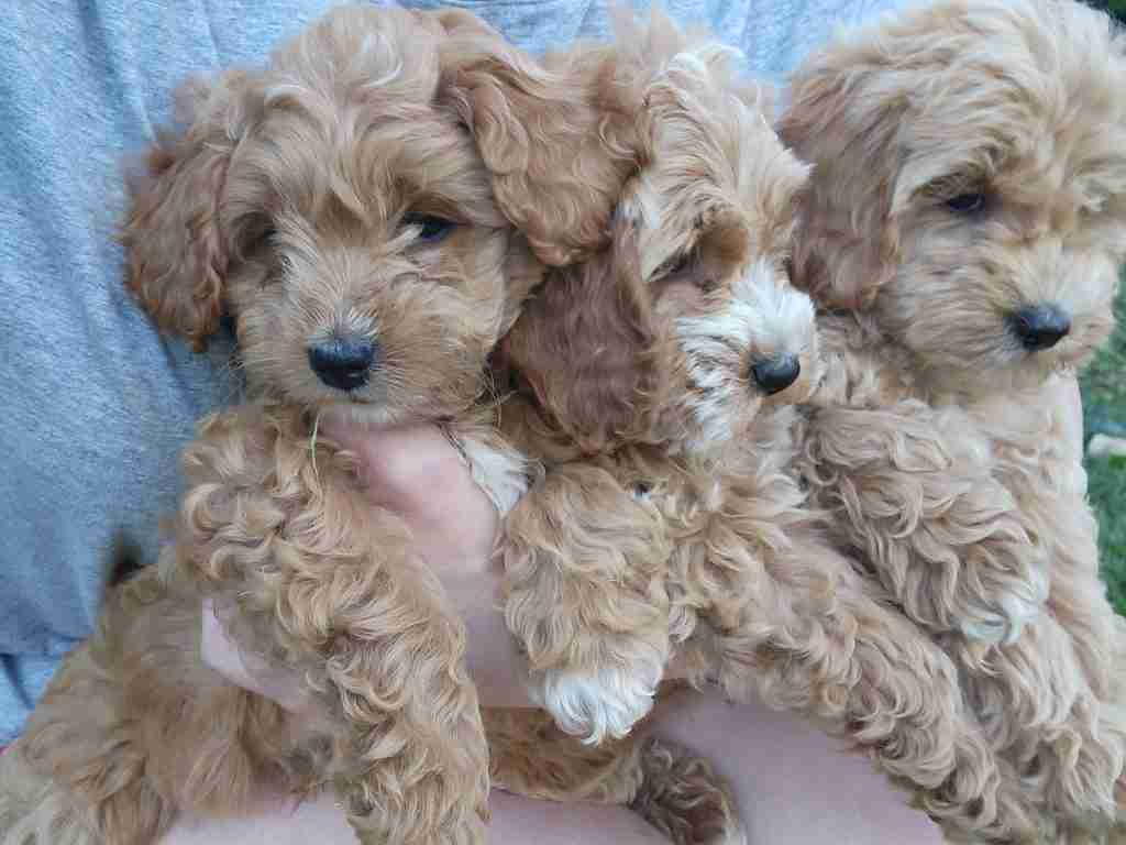 May 2026 Cockapoo Puppies Available