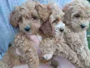 May 2026 Cockapoo Puppies Available