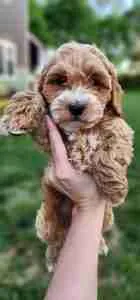 Rico Cockapoo Puppy Available May 2026