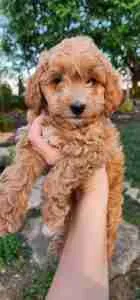 Rocky Cockapoo Puppy Available May 2026