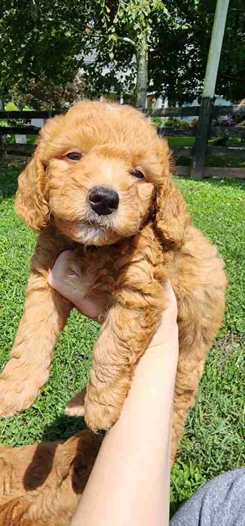 small red miniature goldendoodle available for sale