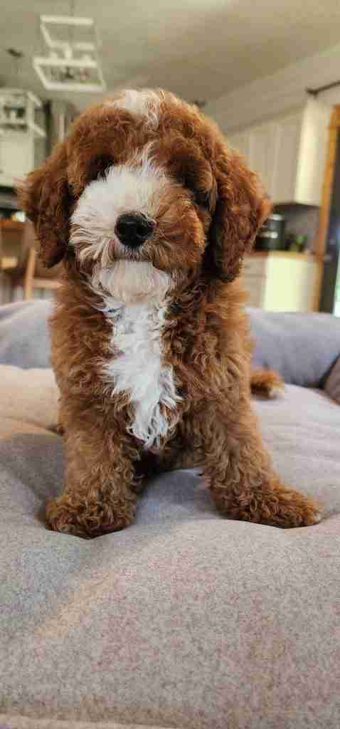 Red Miniature Goldendoodle puppy with a white mark on her face