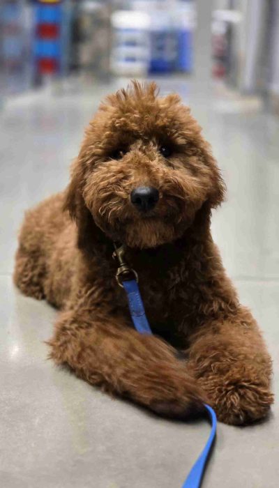 Trained Goldendoodle in a down position